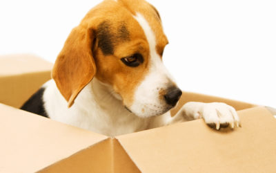 Tips for moving house with a dog