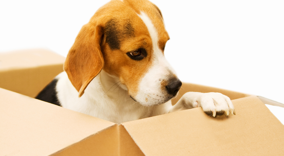 Tips for moving house with a dog